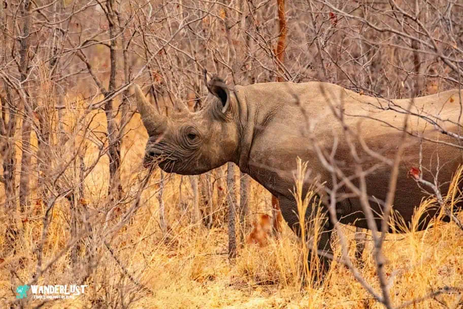Stanley Livingstone Private Game Reserve Guide to Victoria Falls Black Rhino at Stanley Livingstone Game Reserve