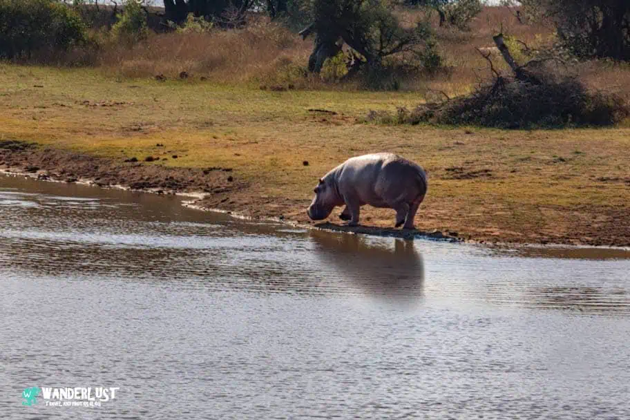 Hippo in Kruger National Park