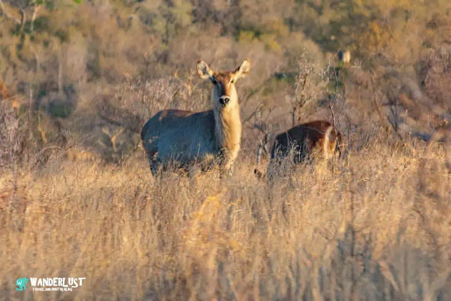 Solo Camp Kruger National Park