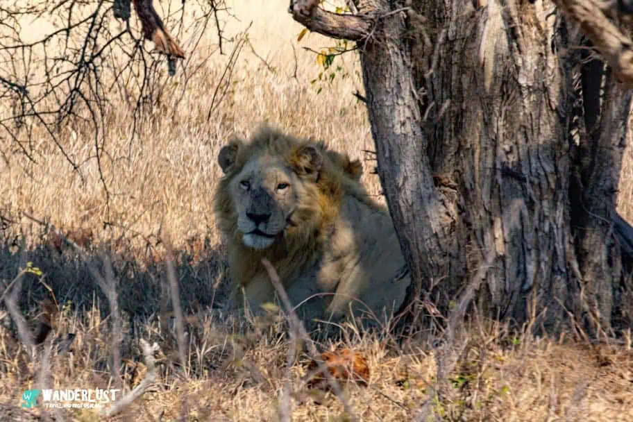 Lions in Kruger National Park