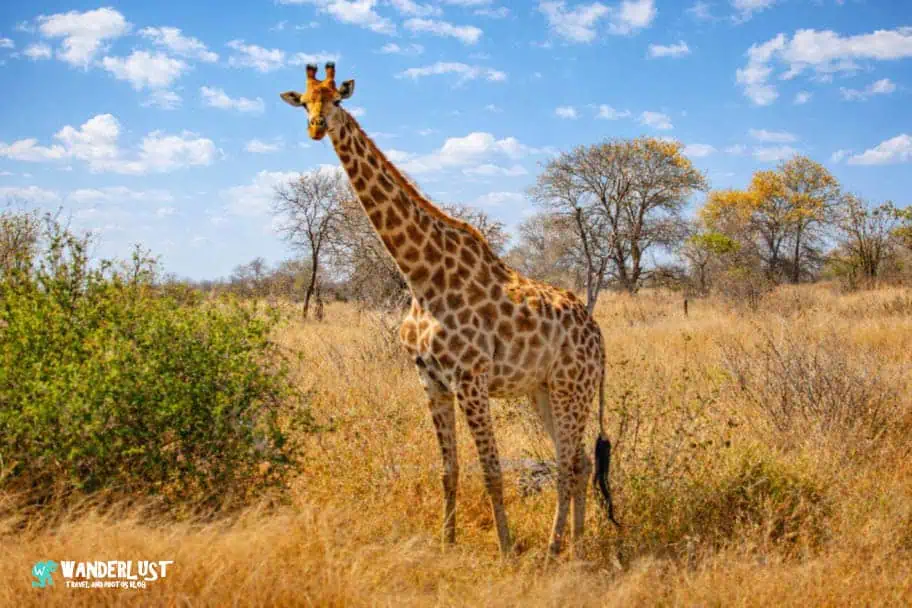 Solo Camp Kruger National Park
