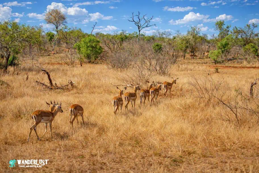 Wildlife of Kruger National Park