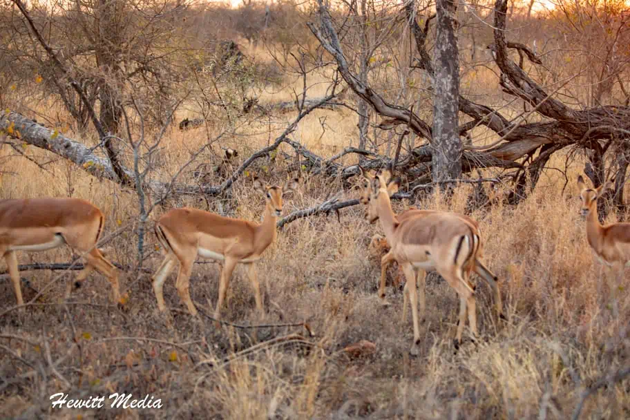 Greater Kruger National Park Safari