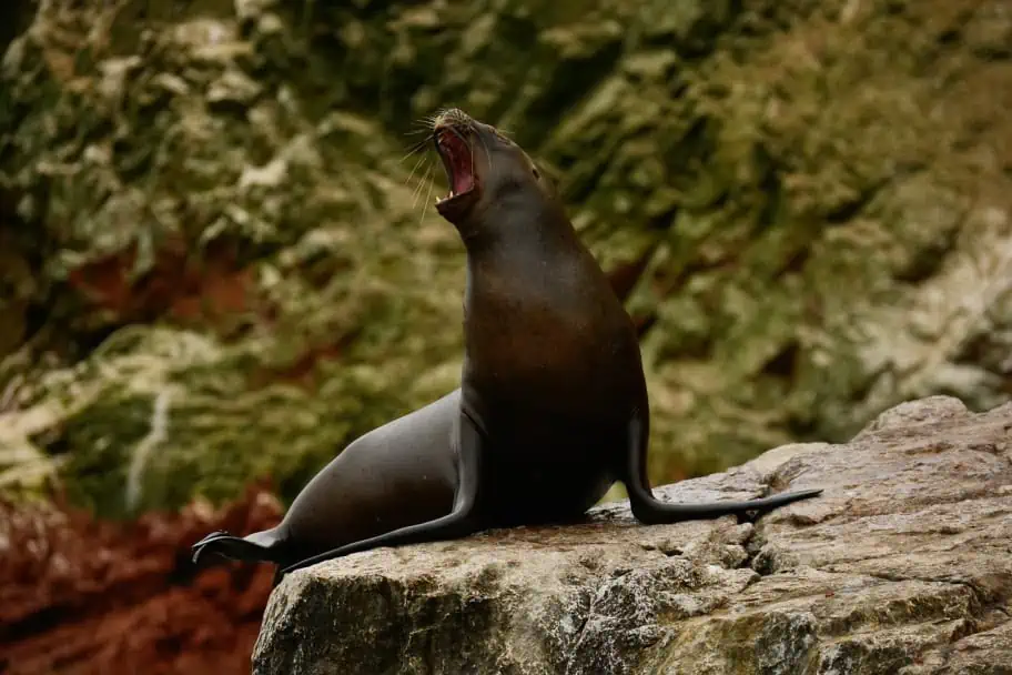 Wildlife at Ballestas Islands