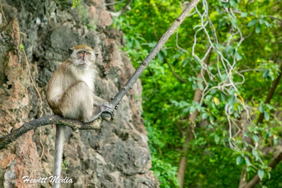 Shoot The Best Wildlife Photos - Thailand Monkey