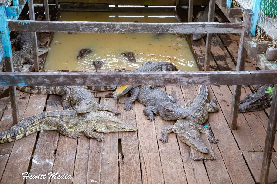 Crocodiles in floating grocery store in Siem Reap, Cambodia