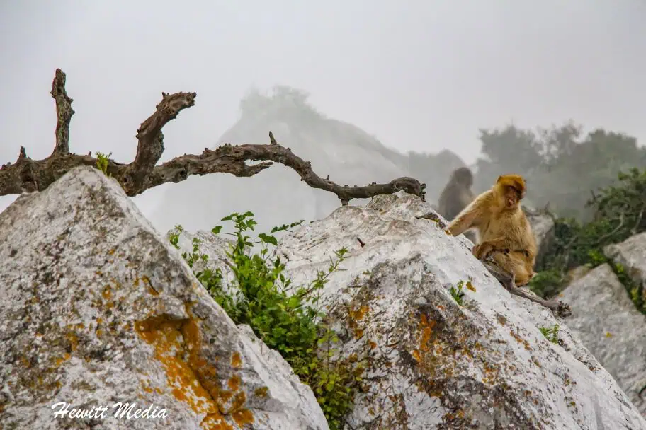 Gibraltar travel guide