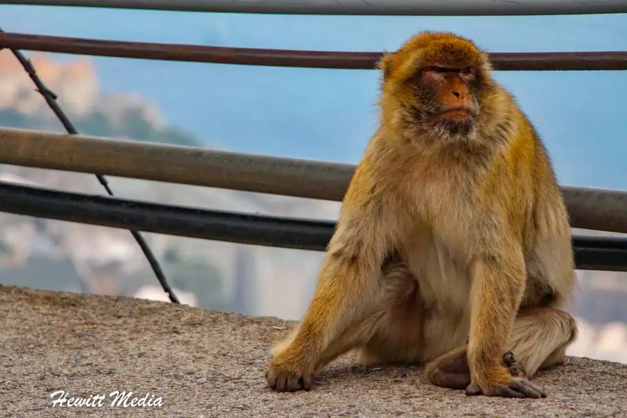 Gibraltar travel guide