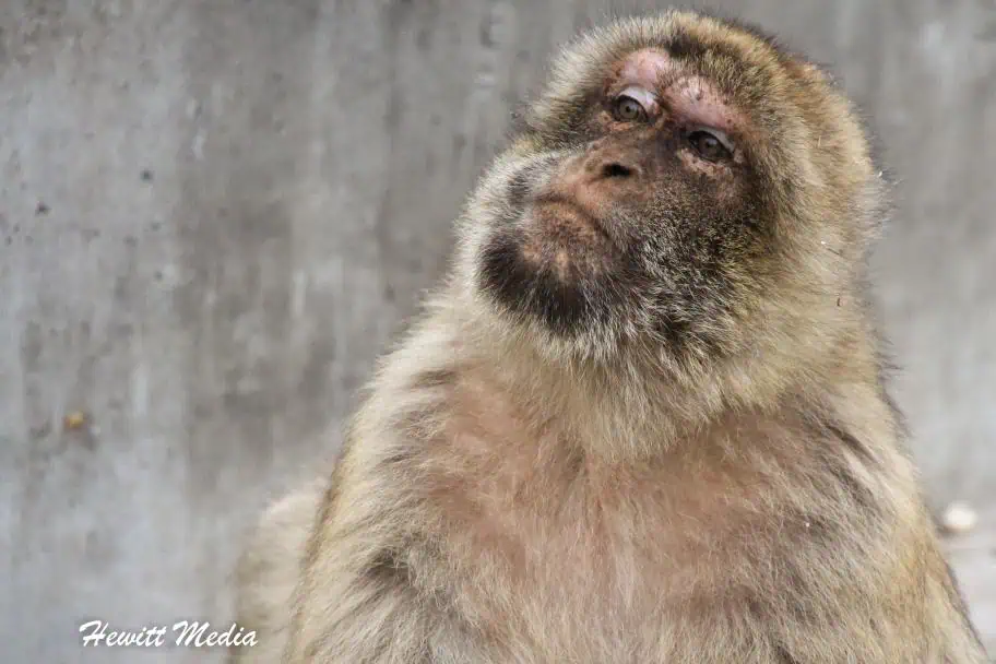 Gibraltar travel guide