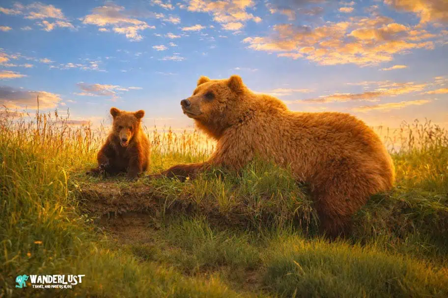 Respect Nature Shoot The Best Wildlife Photos - Brown Bears