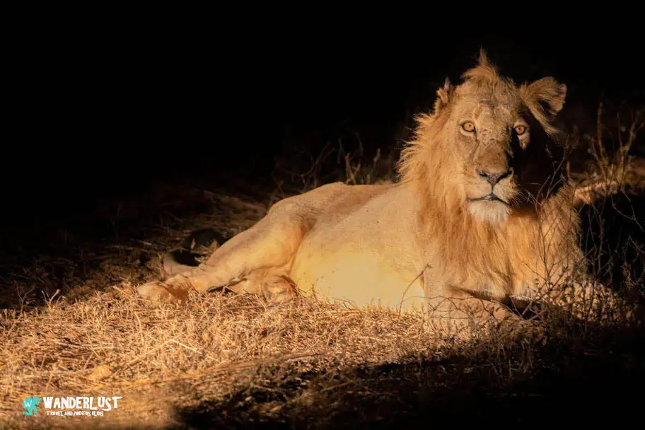 Lion in Kruger National Park Shoot The Best Wildlife Photos - Kruger National Park Lion