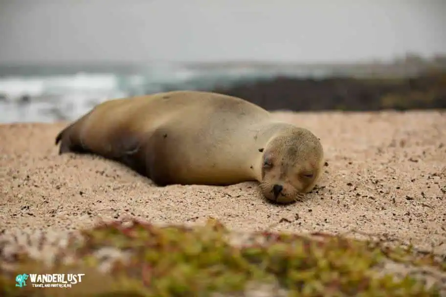 Use Your Camera Strategically Shoot The Best Wildlife Photos - Galapagos Sea Lion