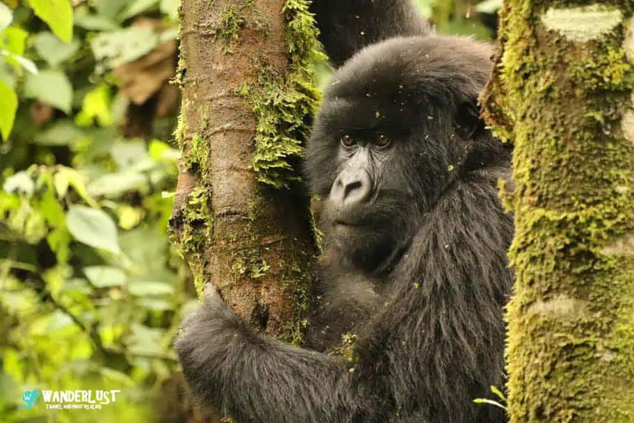 Master Your Observation Skills Shoot The Best Wildlife Photos - Mountain Gorilla in Rwanda