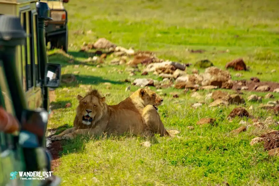 Capture Tanzania's Untamed Beauty - The Ngorongoro Crater