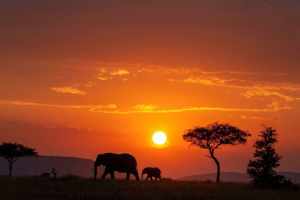 Top 15 Tanzania Safari Locations: A Guide for Wildlife Enthusiasts