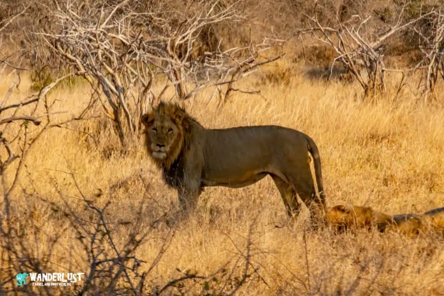 Things to Do in South Africa - Kruger National Park