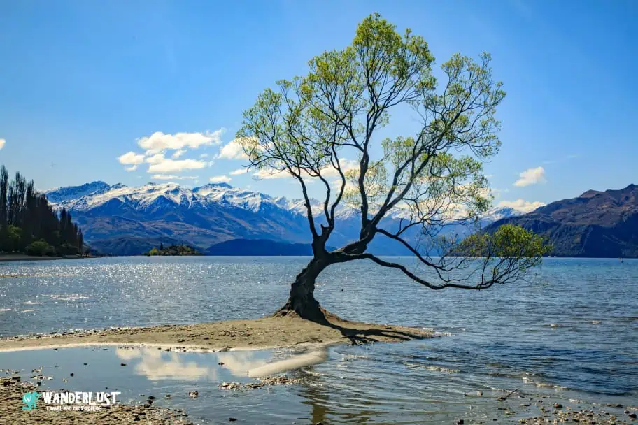 Top Things to Do in New Zealand - Photograph the Wanaka Tree