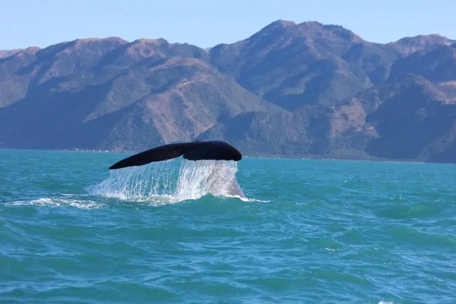 Top Things to Do in New Zealand - Whale watching in Kaikoura