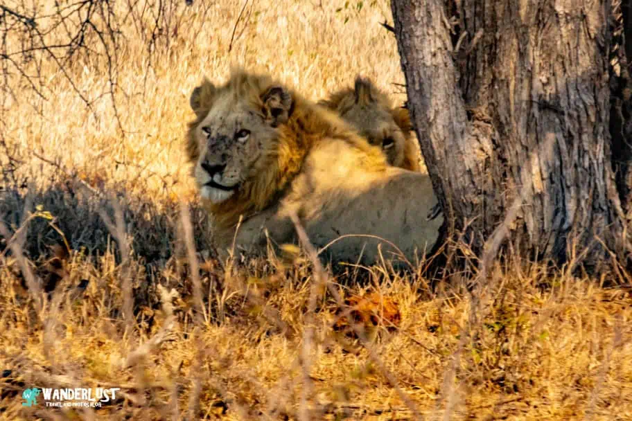 Kruger National Park Safari South Africa Travel Itinerary - Kruger National Park Safari