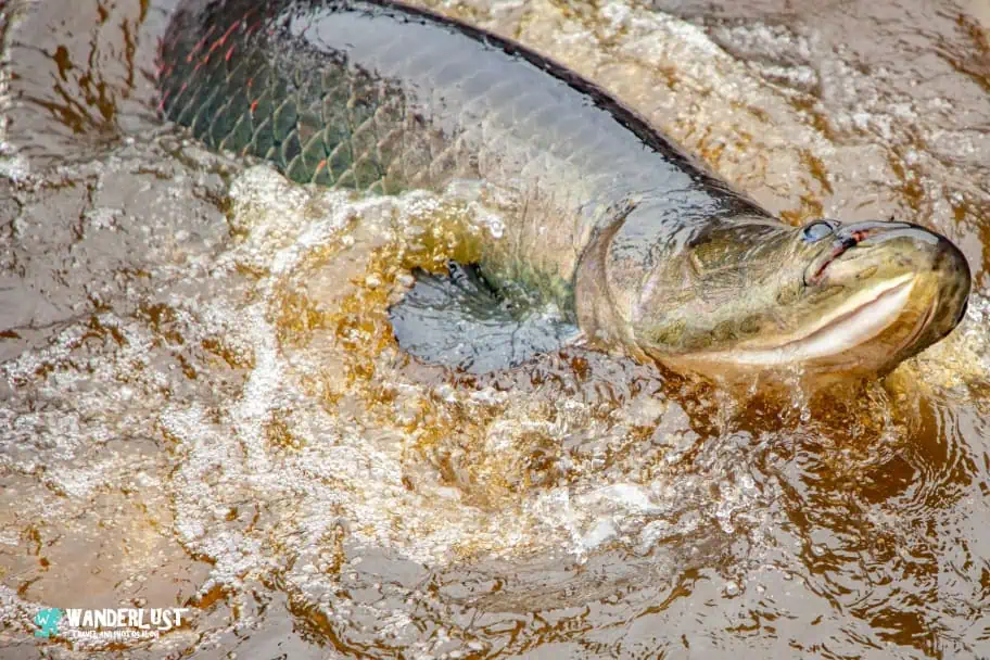 Amazon Rainforest Photography Guide - Watch Your Shutter Speed