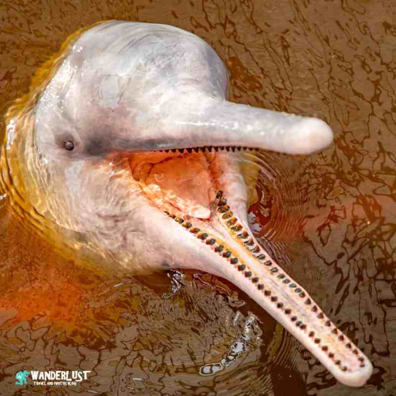 Instagram Travel Photography: Amazon River Dolphin