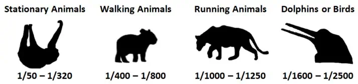 Amazon Photography Wildlife Suggested Shutter Speeds