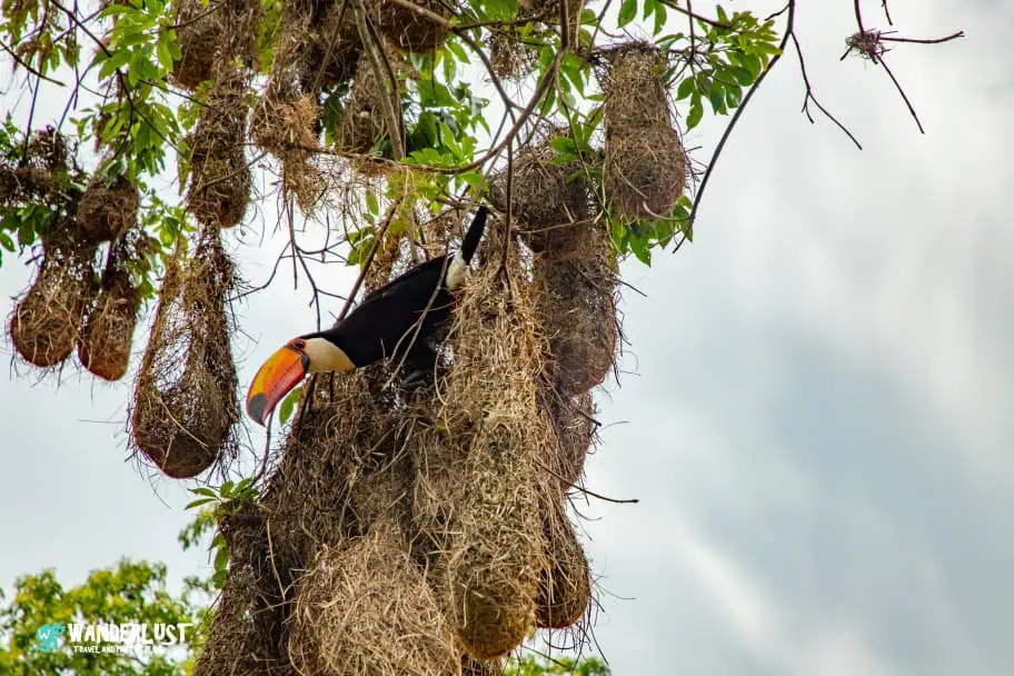 Iguazu Falls Photography Guide - Don't Forget to Photograph the Wildlife