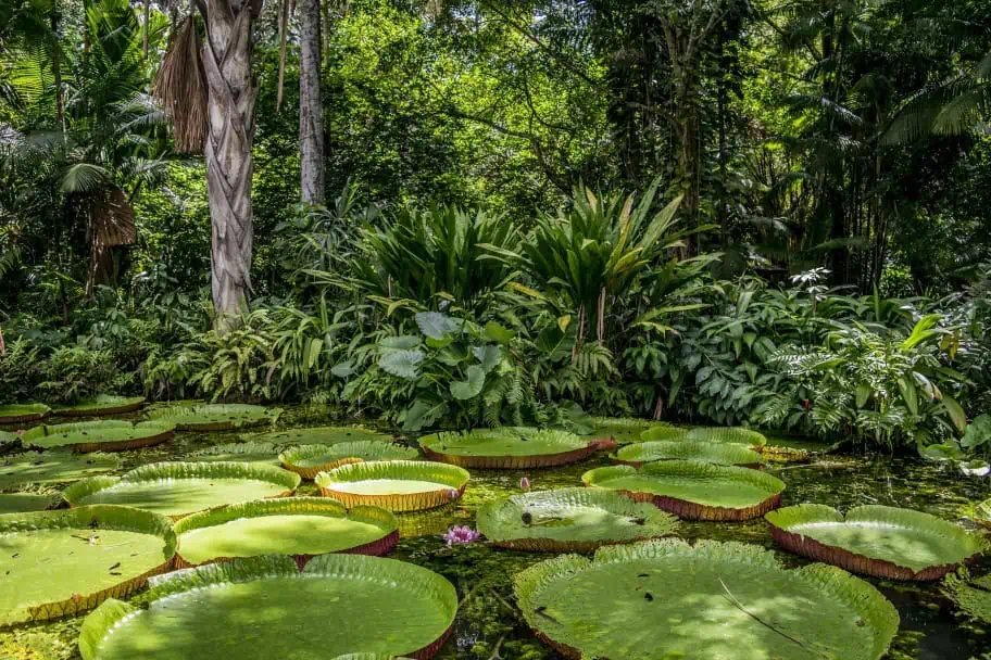Giant Lily Pads at Janauari Lake