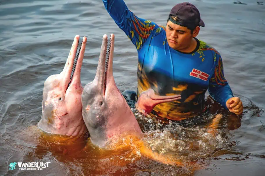 Amazon River Dolphins Brazil Travel Itinerary - Amazon River Dolphins