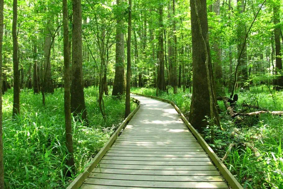 Congaree National Park Group Travel Adventures - Congaree National Park
