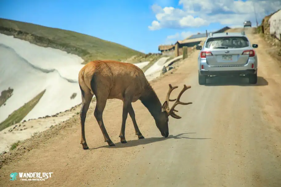 Rocky Mountain National Park Elk