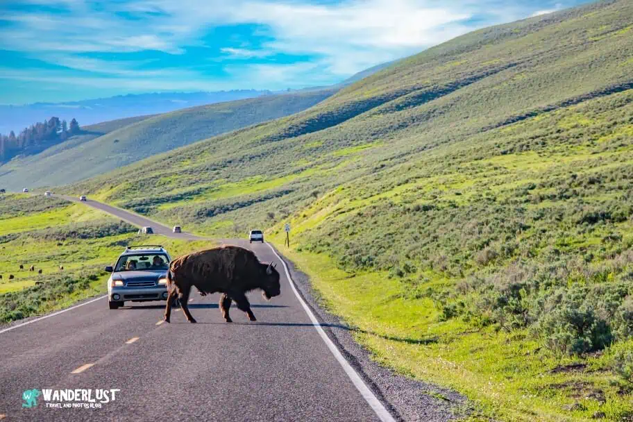 Yellowstone Bison