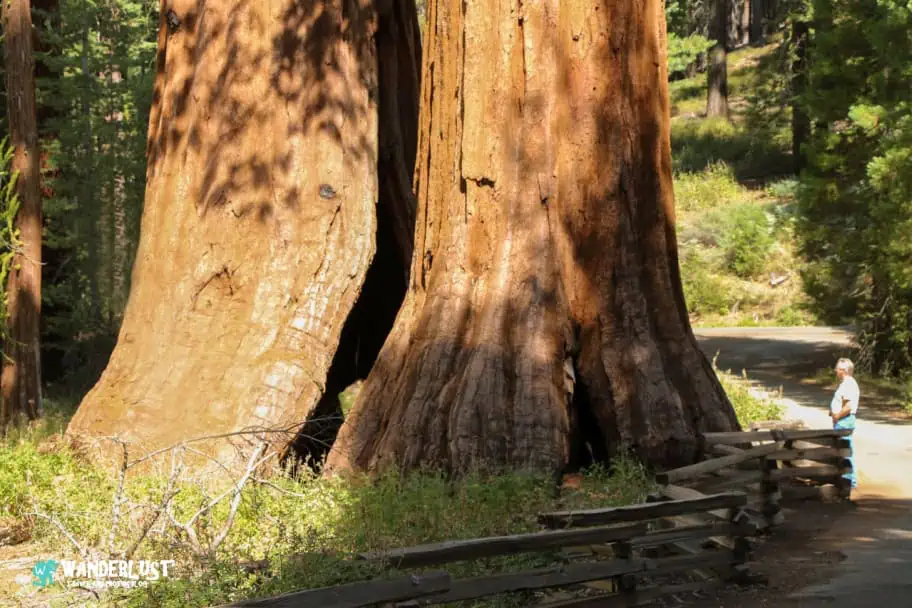 California Travel Ideas - Sequoia National Park
