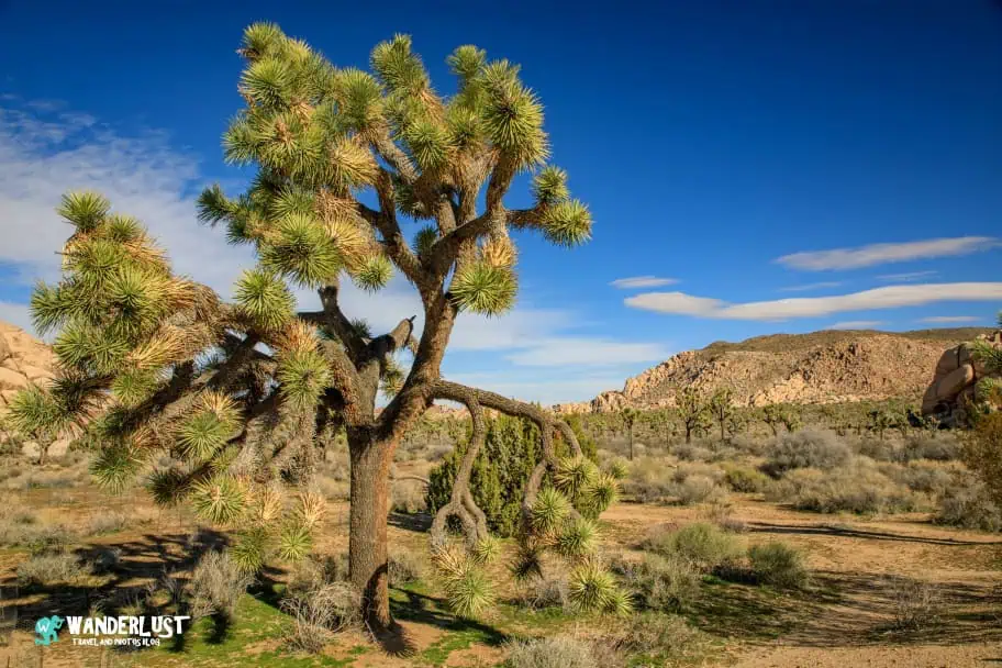 California Travel - Joshua Tree National Park