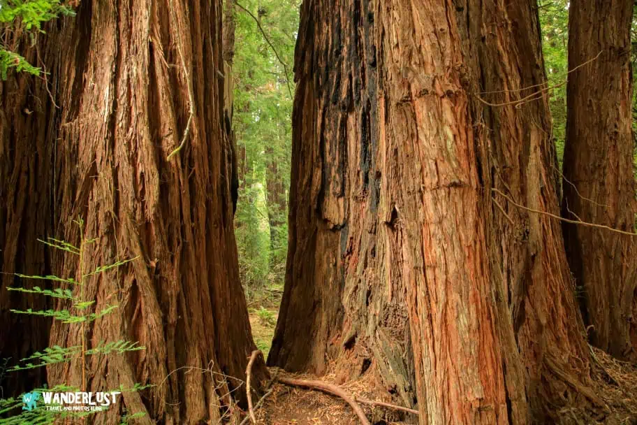 California Travel - Muir Woods National Monument