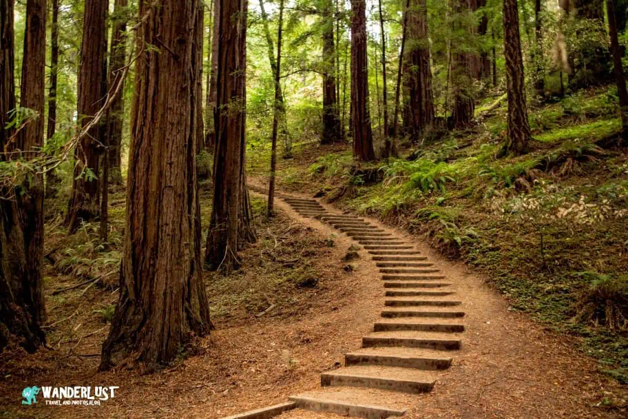 California Travel - Muir Woods National Monument