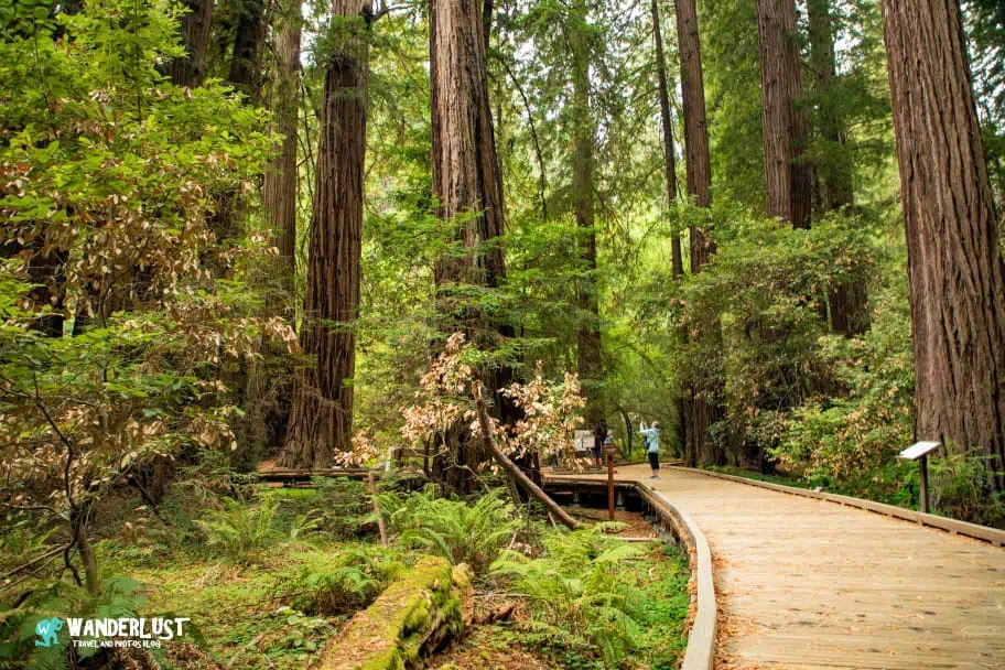 Muir Woods National Monument
