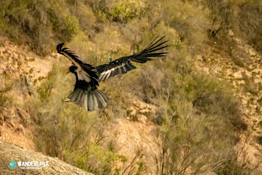 California Travel - Pinnacles National Park