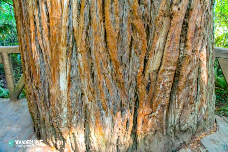 California Travel - Redwood National and State Parks