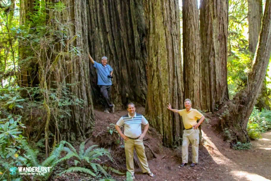 California Travel - Redwood National and State Parks