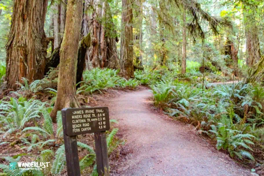 California Travel - Redwood National and State Parks