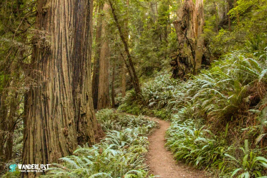 California Travel - Redwood National and State Parks