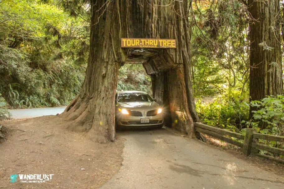 California Travel Ideas - Redwood National and State Parks