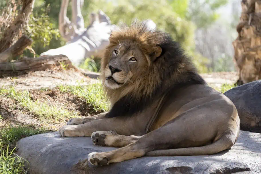 California Travel Ideas - San Diego Zoo