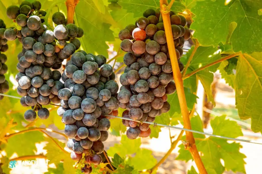 California Travel - Sonoma Valley