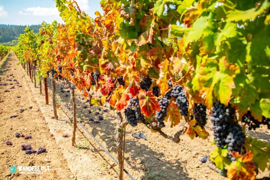 California Travel - Sonoma Valley