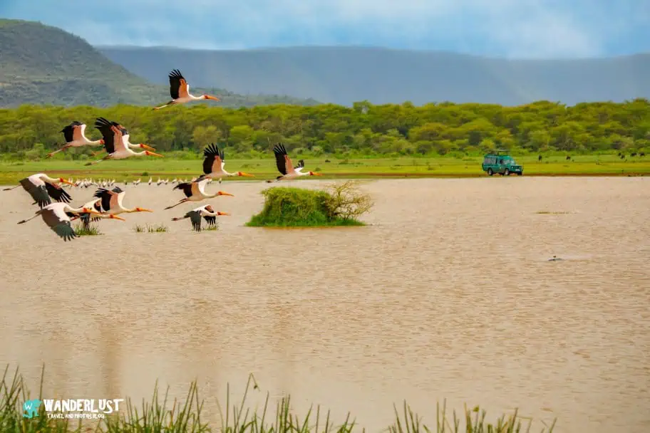 Lake Manyara, Tanzania