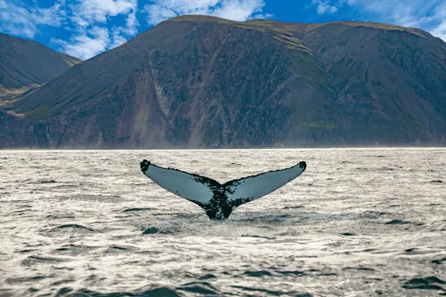 Whale Watching Tour in Húsavík, Iceland: A Unique Experience