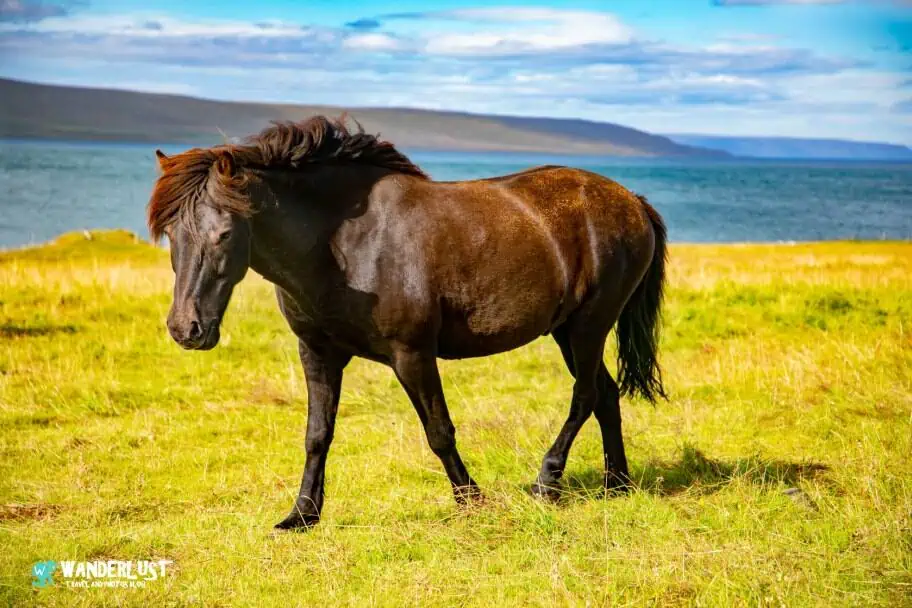 Iceland Photography Guide - Icelandic Horse
