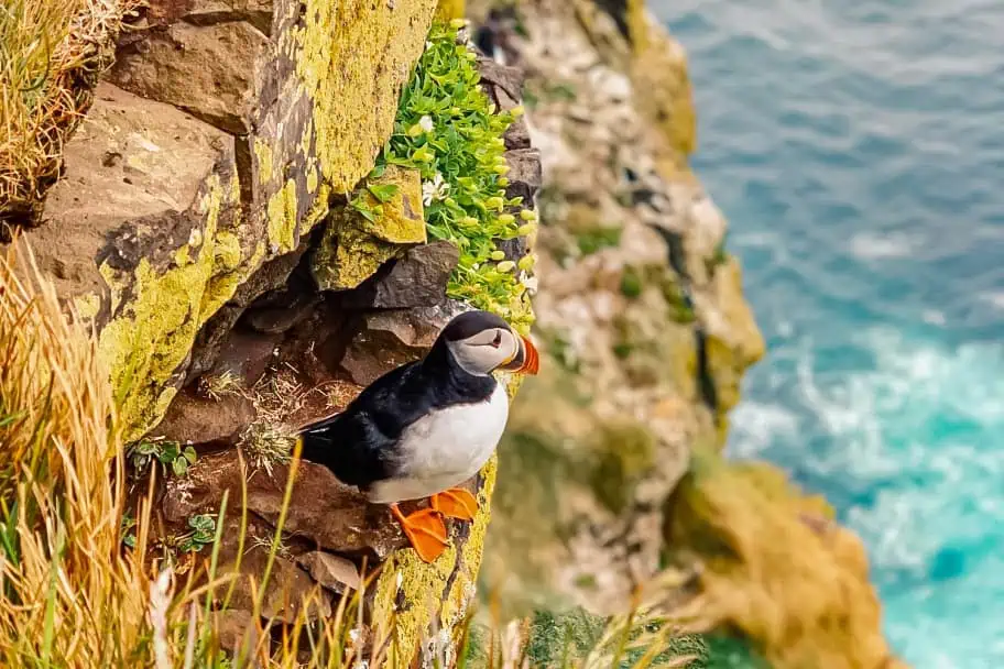 Puffin at the Látrabjarg Cliffs
